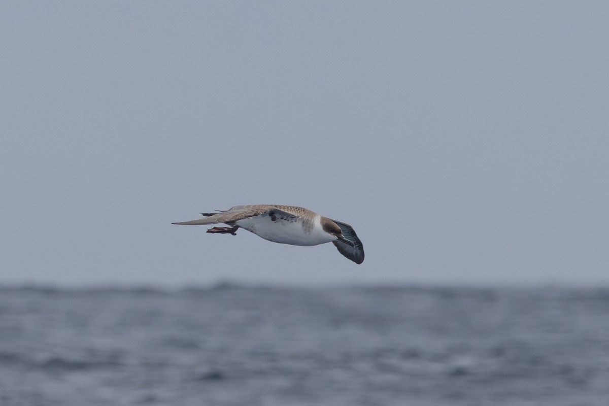 Great Shearwater - ML646512832