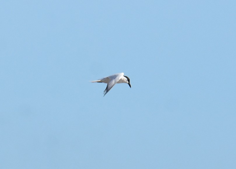 Australian Tern - ML646512834