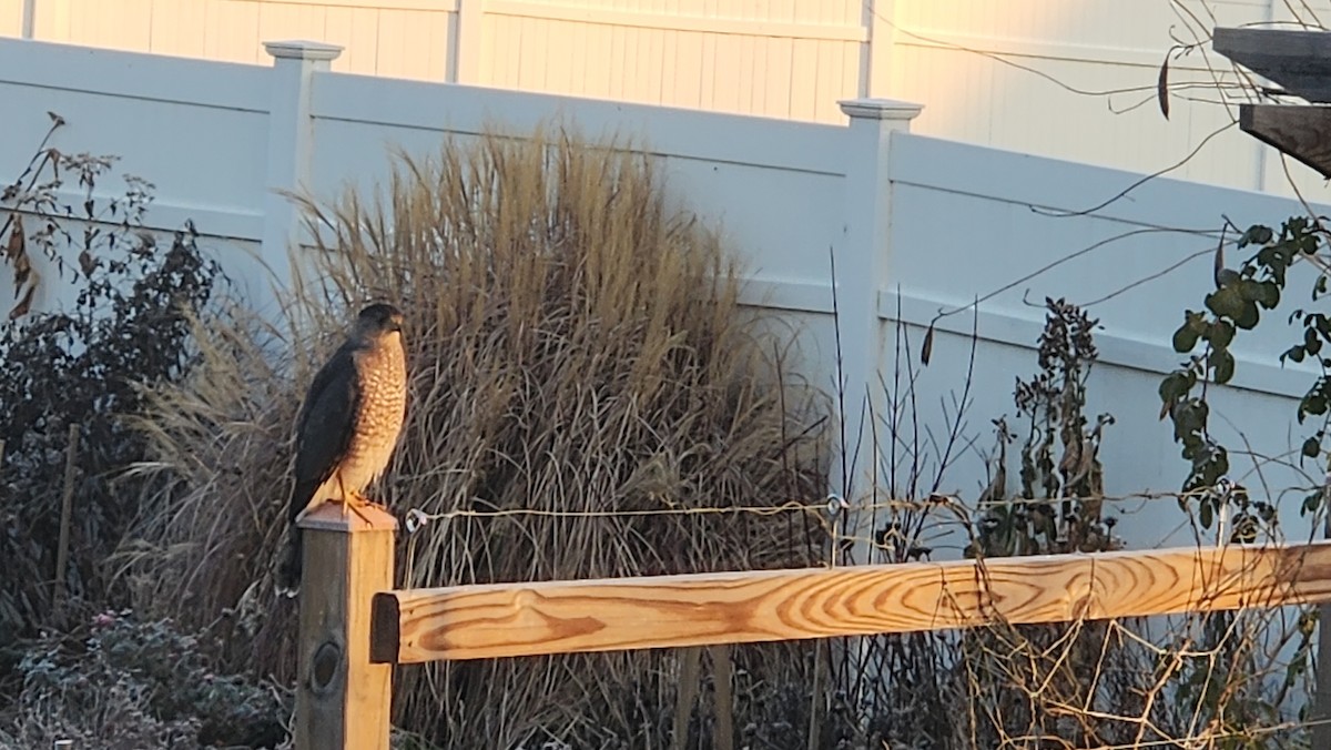 Яструб чорноголовий - ML646512841