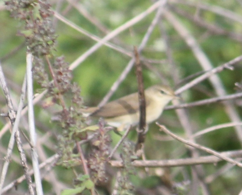 Blyth's Reed Warbler - ML646512842