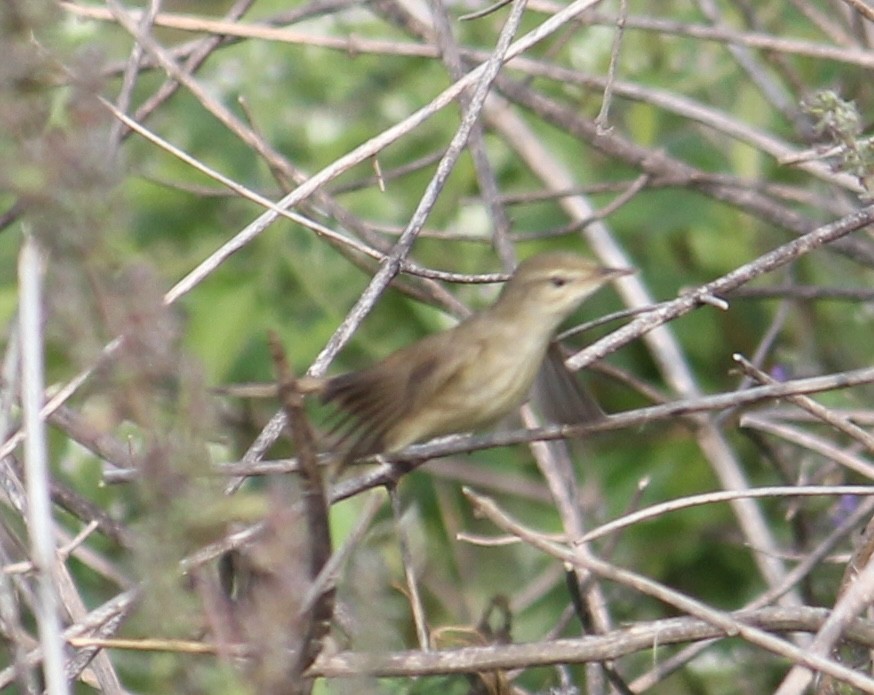 Blyth's Reed Warbler - ML646512843