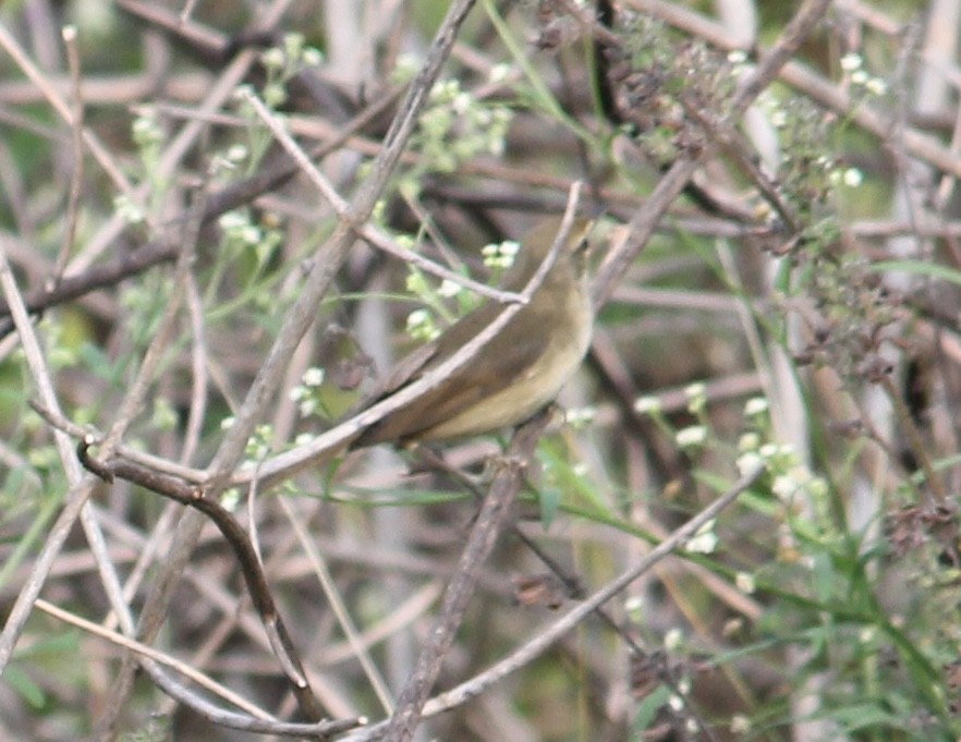 Blyth's Reed Warbler - ML646512844