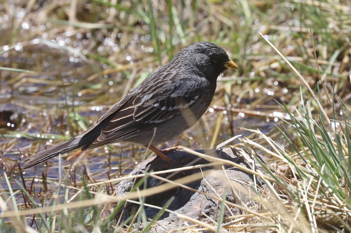 Mourning Sierra Finch - ML646512845