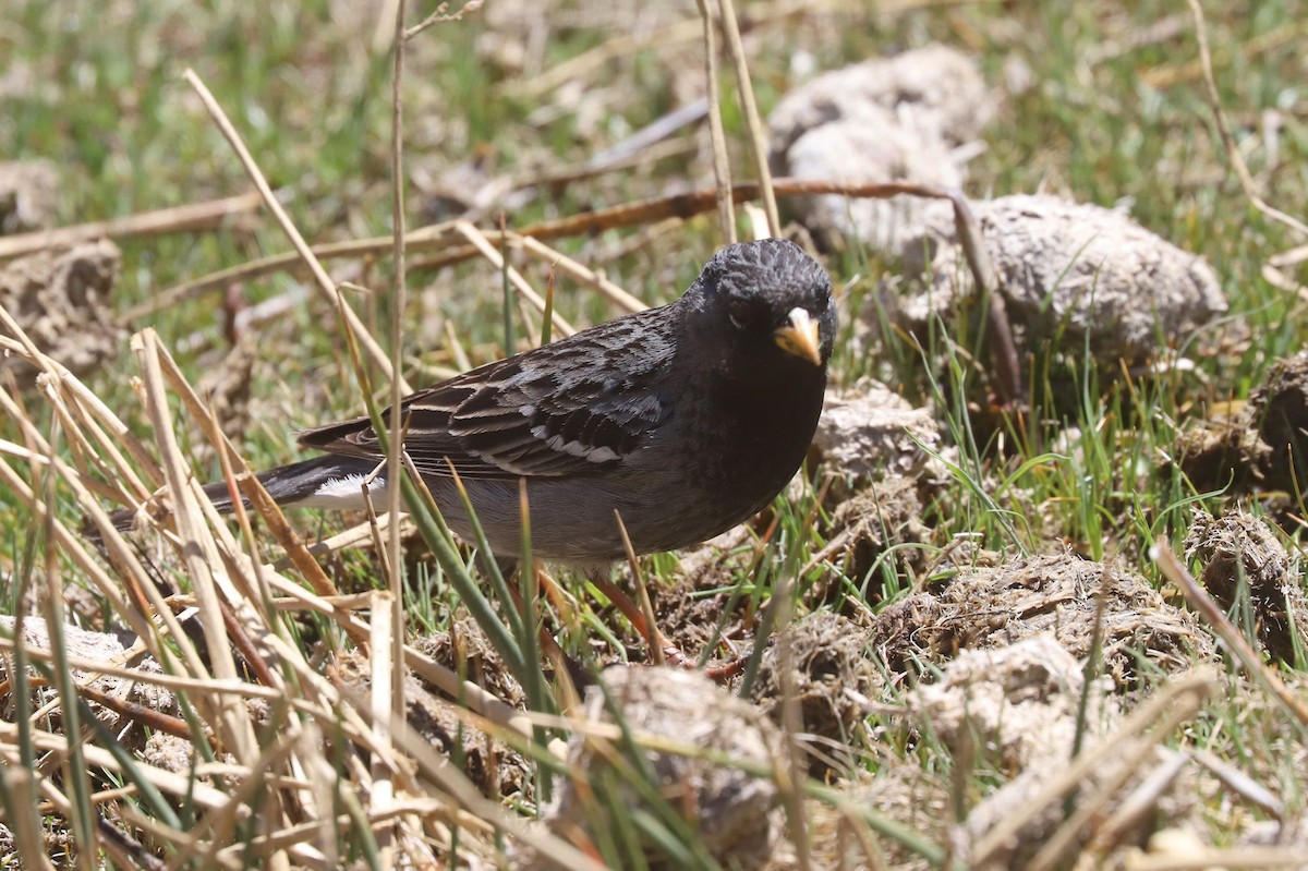 Mourning Sierra Finch - ML646512846