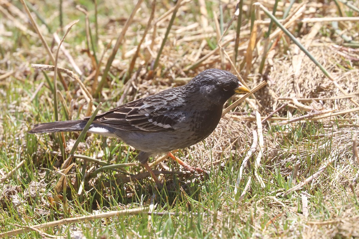 Mourning Sierra Finch - ML646512847