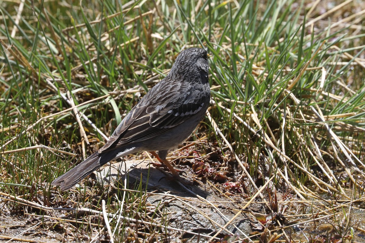 Mourning Sierra Finch - ML646512848