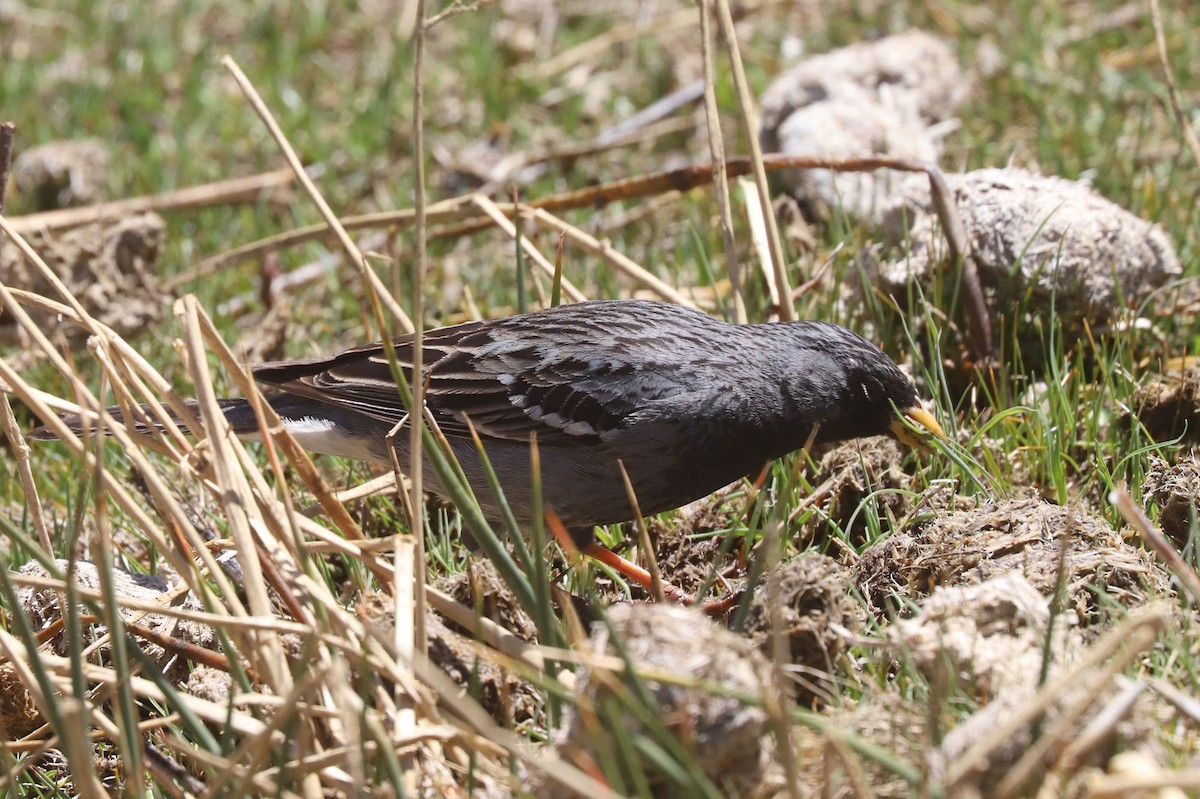 Mourning Sierra Finch - ML646512849