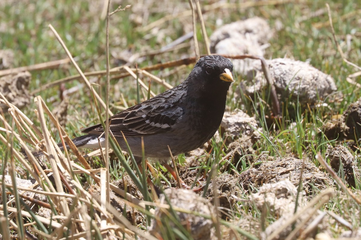 Mourning Sierra Finch - ML646512850