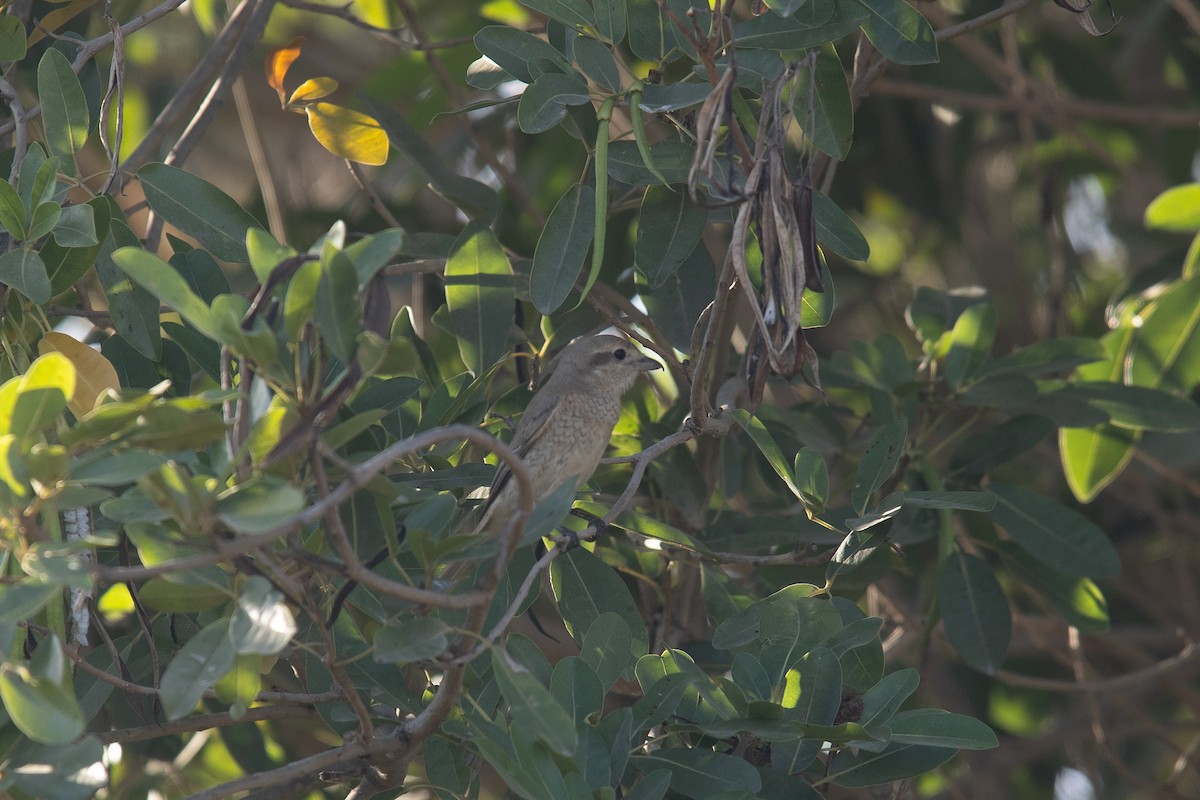 Antzandobi isabeldarra - ML646512851