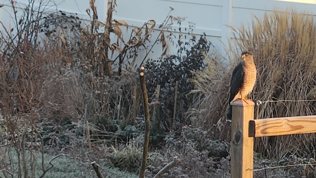 Яструб чорноголовий - ML646512852