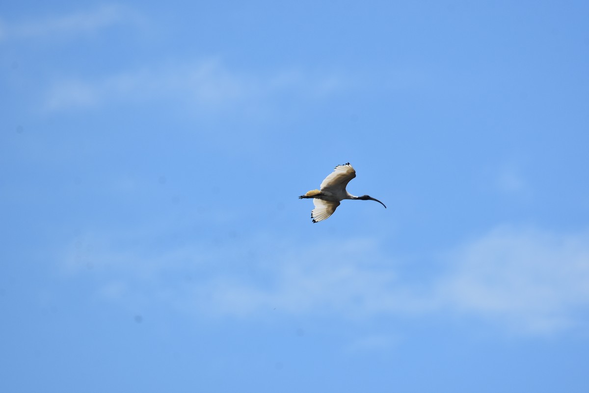 Australian Ibis - ML646512857