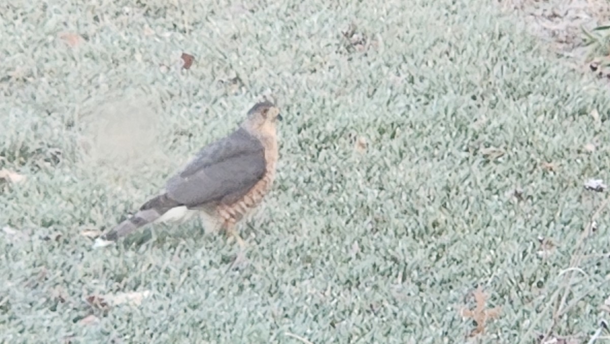 Яструб чорноголовий - ML646512859