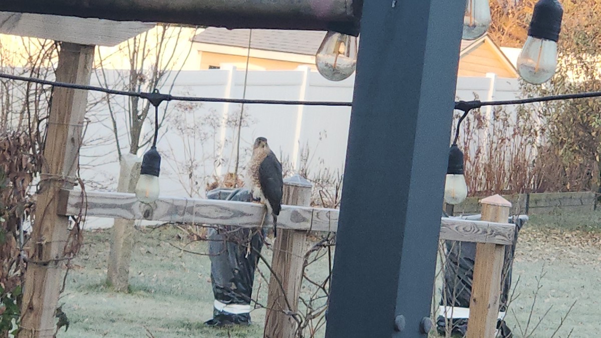 Яструб чорноголовий - ML646512860