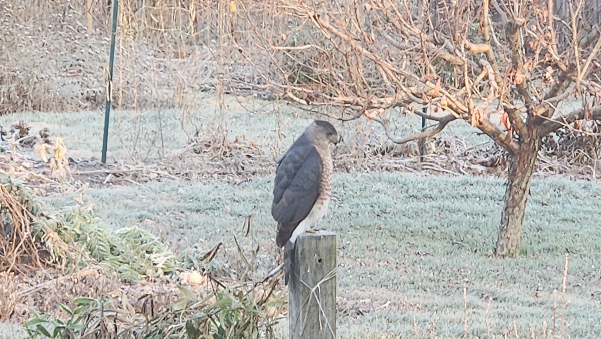 Яструб чорноголовий - ML646512861