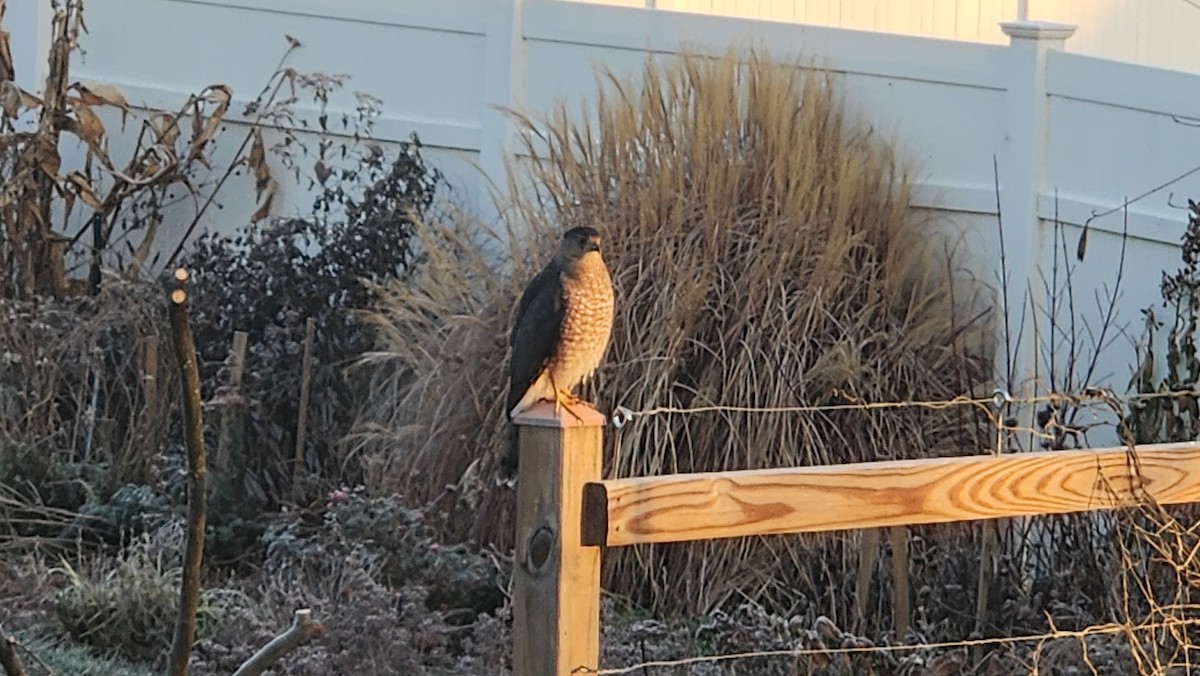 Яструб чорноголовий - ML646512862