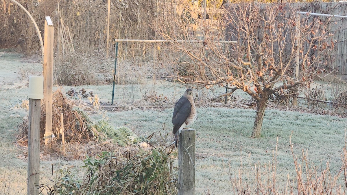 Яструб чорноголовий - ML646512863