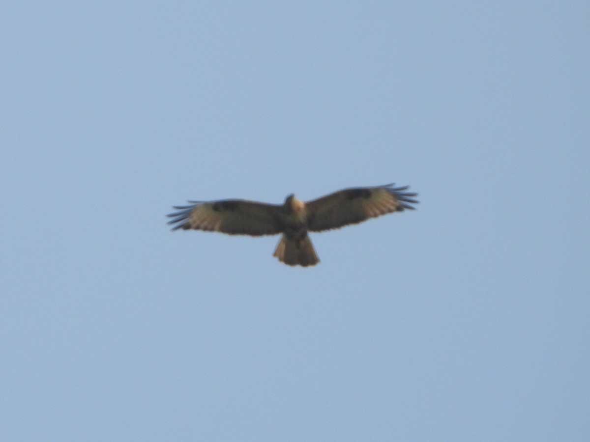 Taigabussard - ML646512864