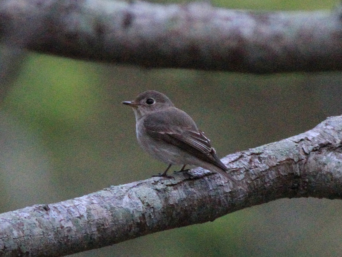 lejsek asijský - ML646512865