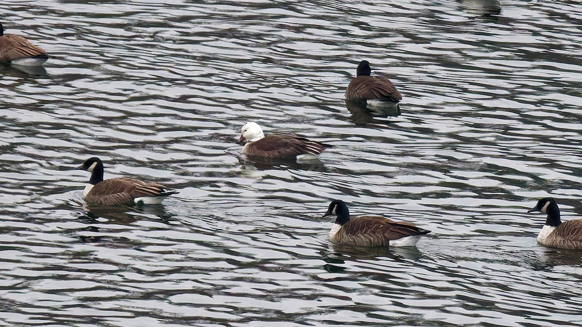 Гуска біла - ML646512866