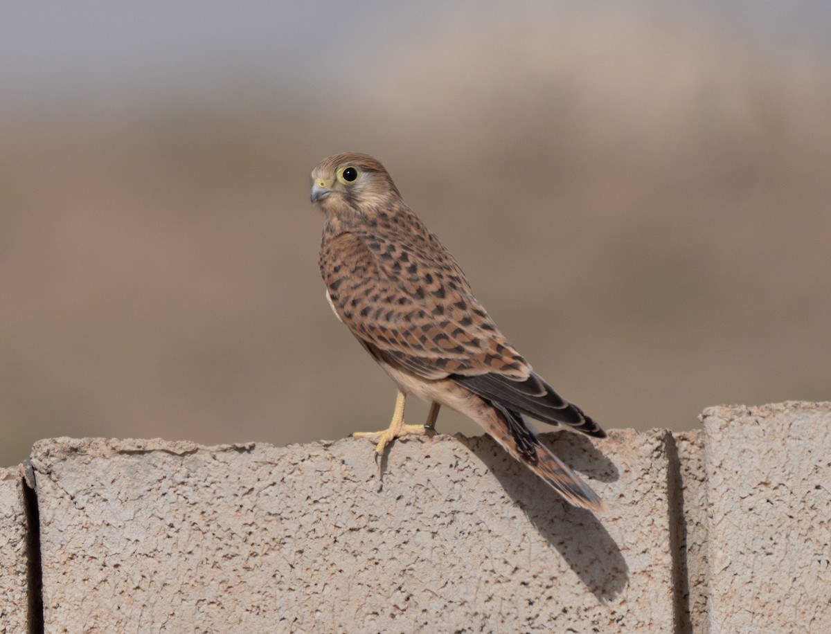 Gheppio - ML646512892