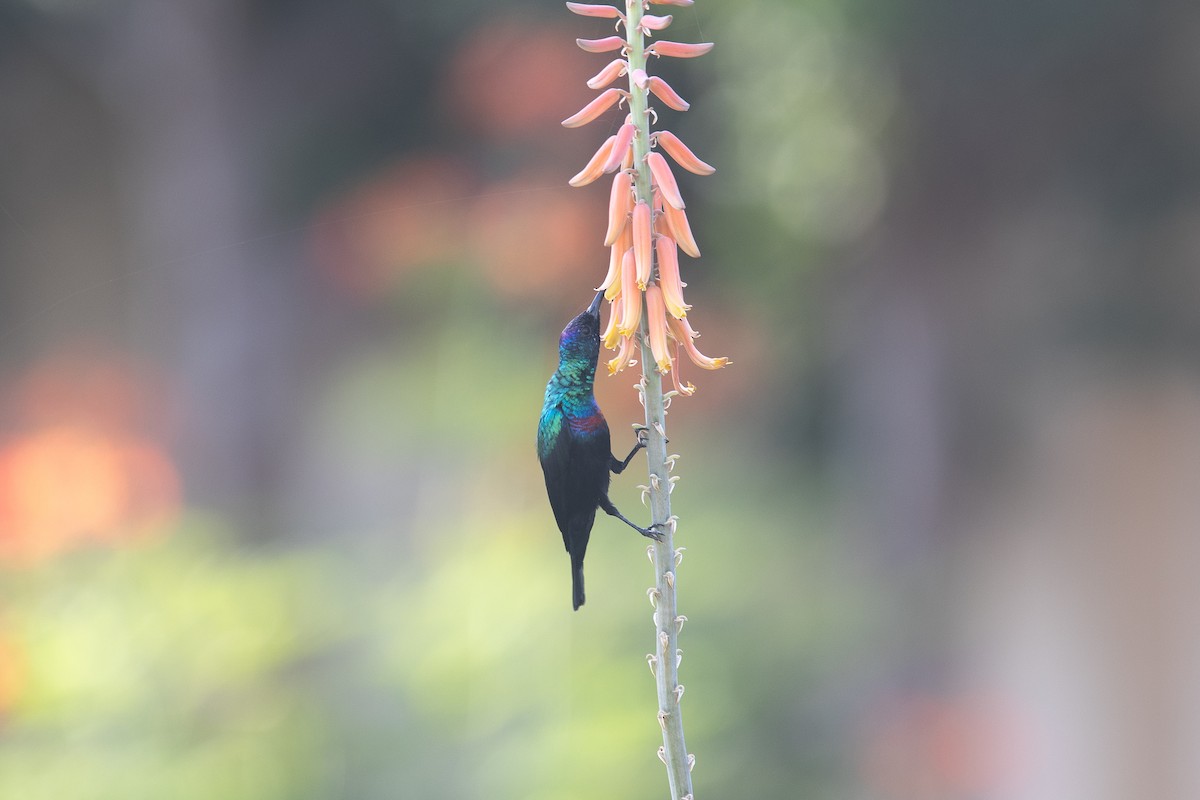 Arabian Sunbird - ML646512894