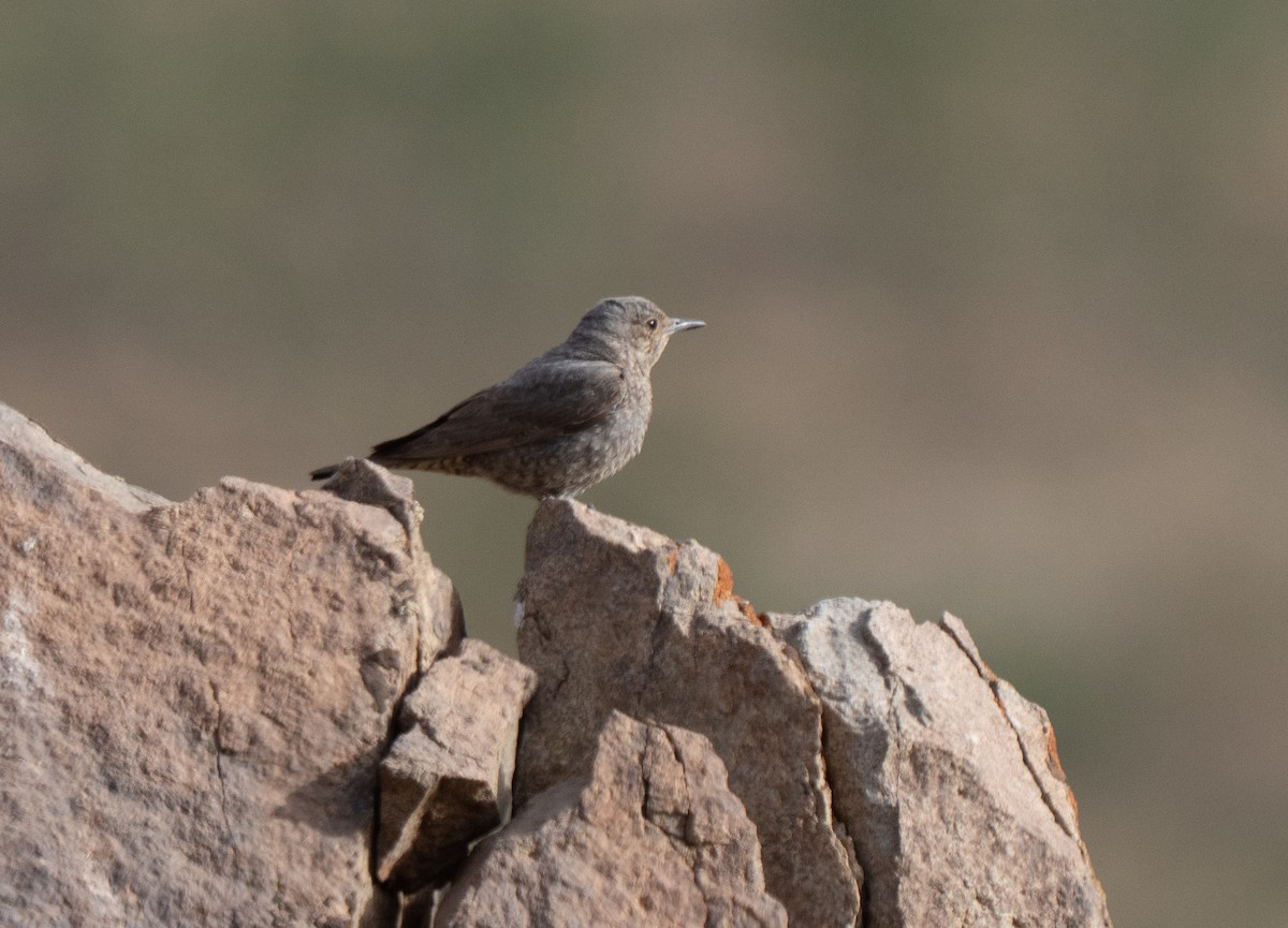 Passero solitario - ML646512895