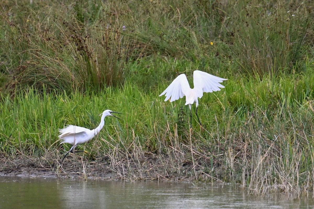volavka stříbřitá - ML646512898
