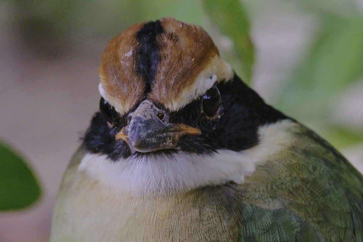 Fairy Pitta - ML646512899