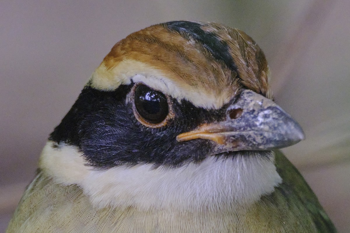 Fairy Pitta - ML646512900