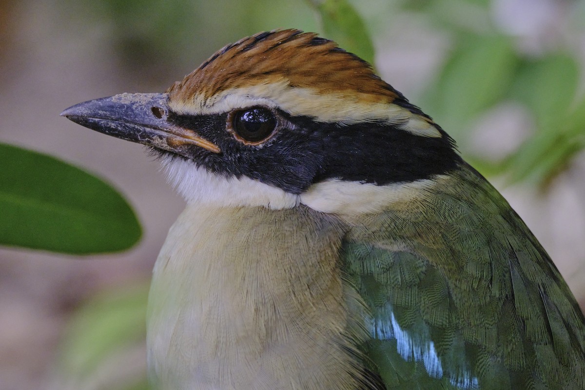 Fairy Pitta - ML646512901