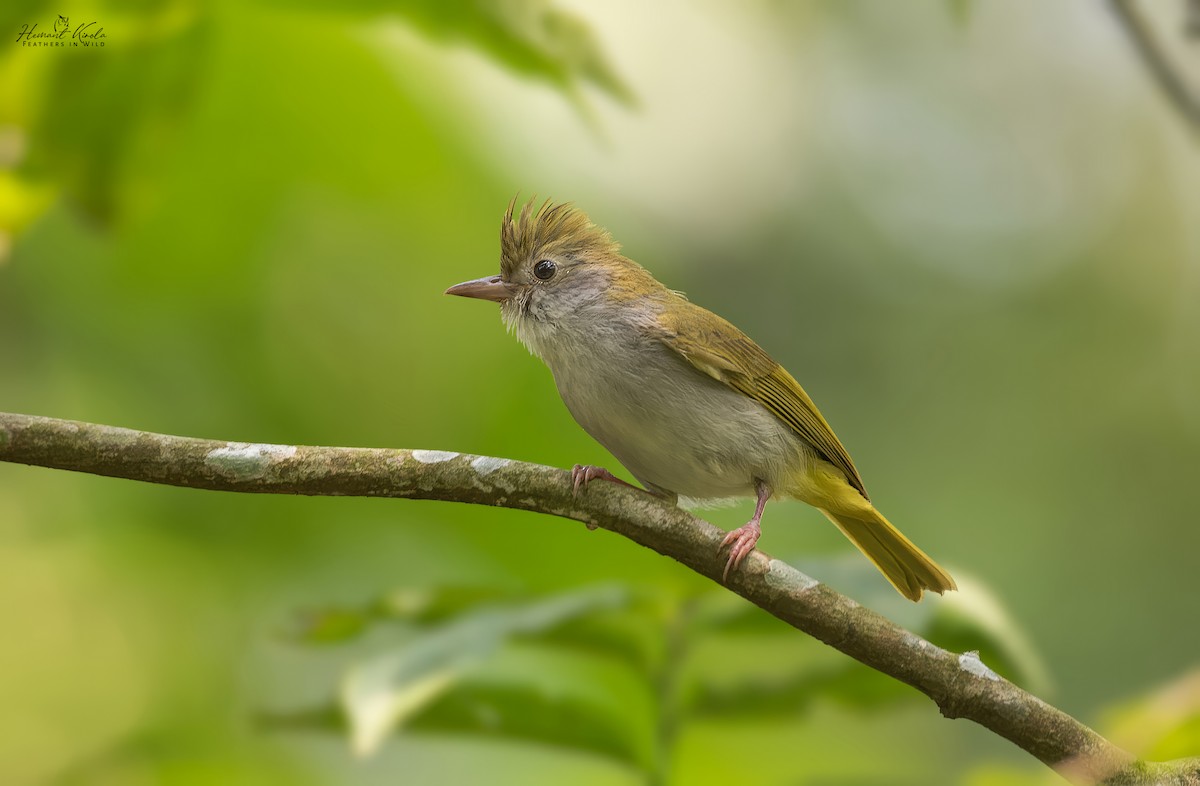 White-bellied Erpornis - ML646512902