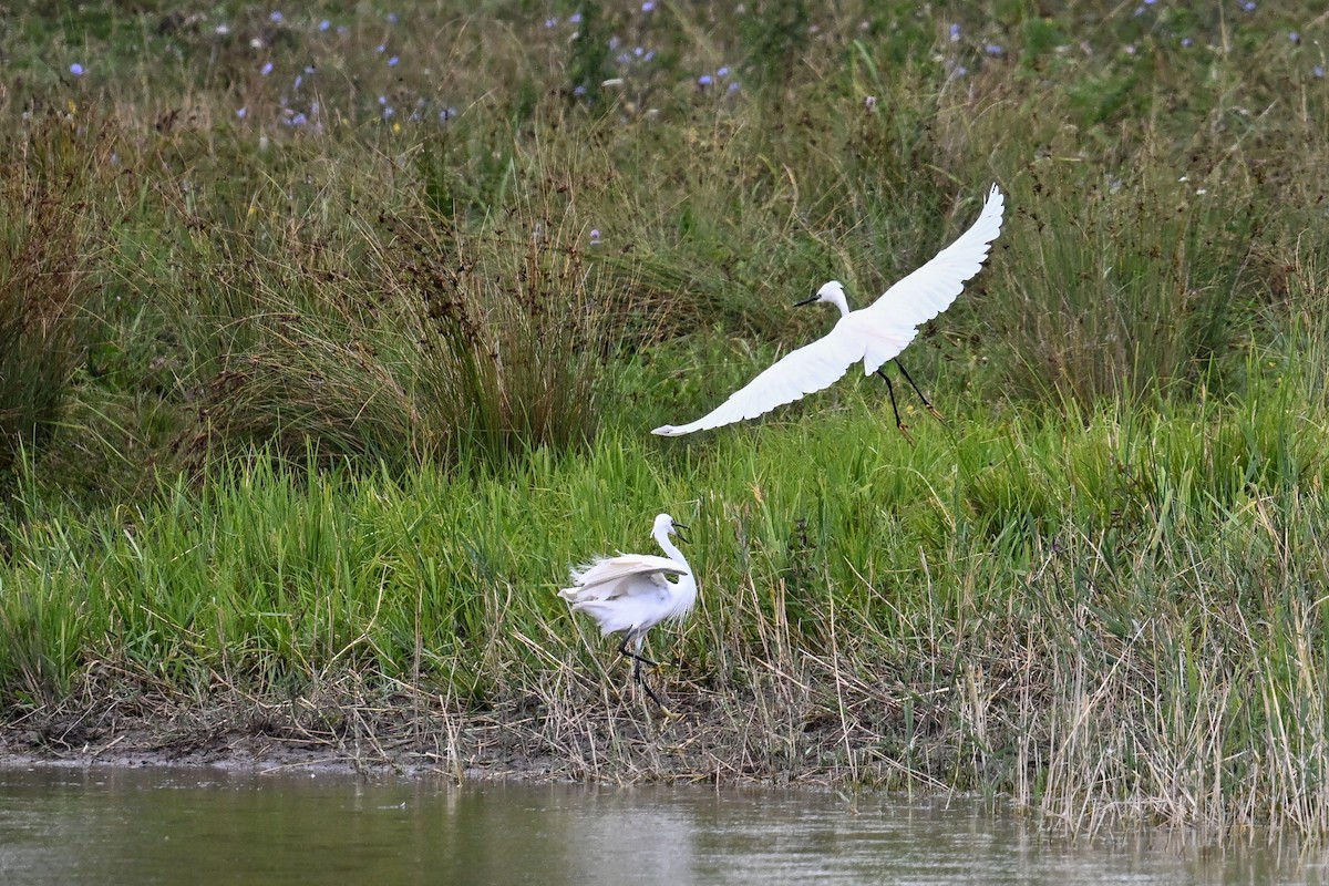volavka stříbřitá - ML646512903