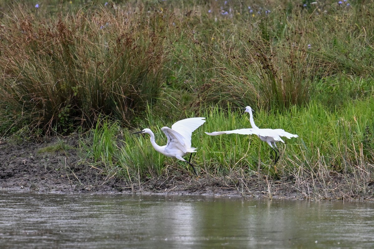 volavka stříbřitá - ML646512904