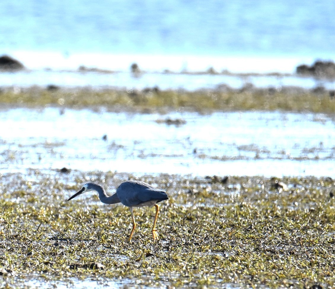 White-faced Heron - ML646512906