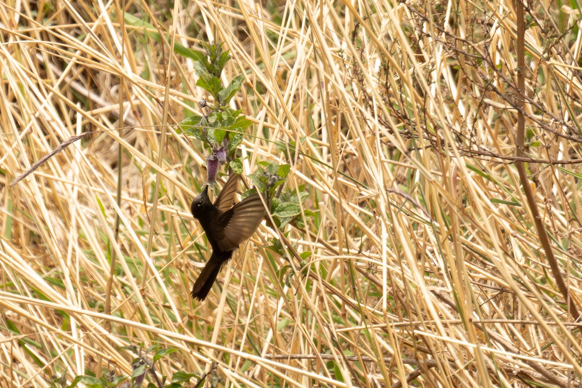 Schwarzbauch-Glanzschwänzchen - ML646512907