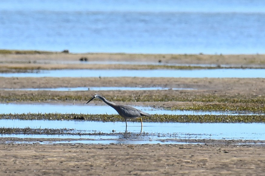 White-faced Heron - ML646512908