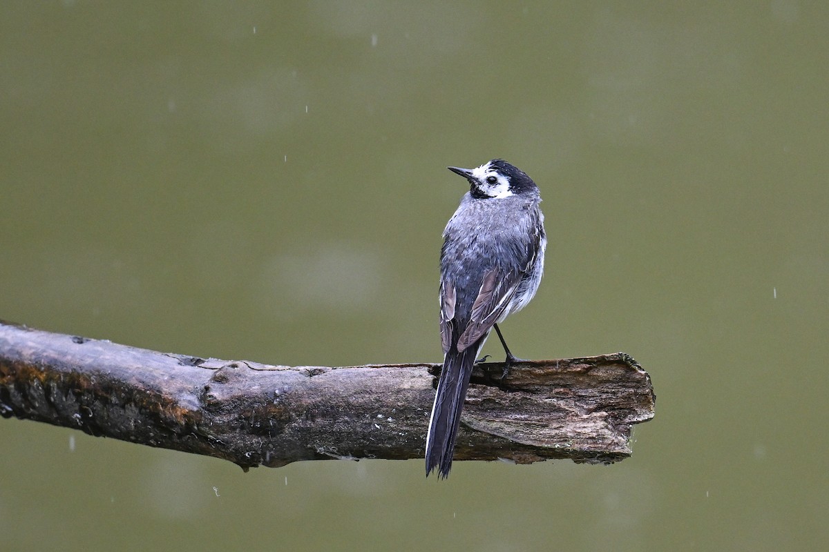 konipas bílý - ML646512911