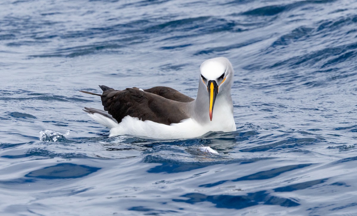 Atlantic Yellow-nosed Albatross - ML646512912