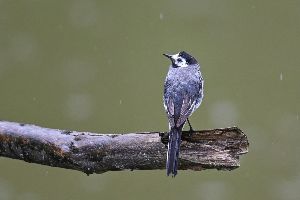 konipas bílý - ML646512914