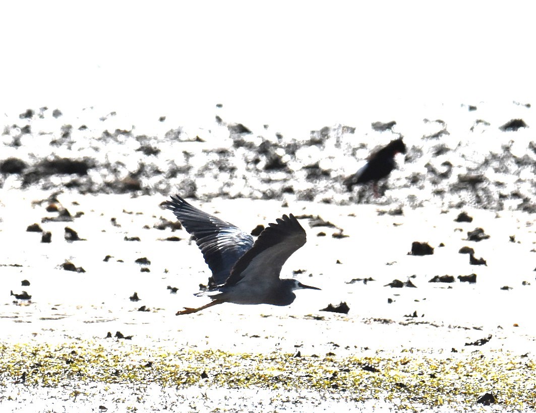White-faced Heron - ML646512915