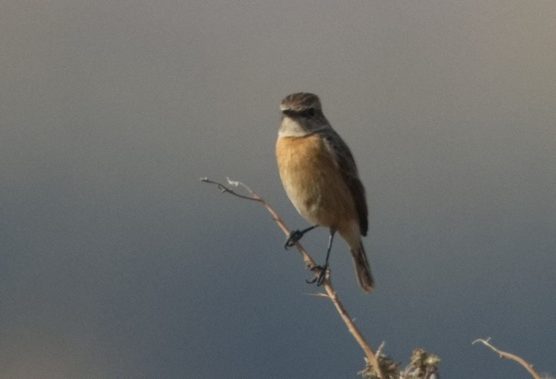 Трав'янка чорноголова - ML646512919