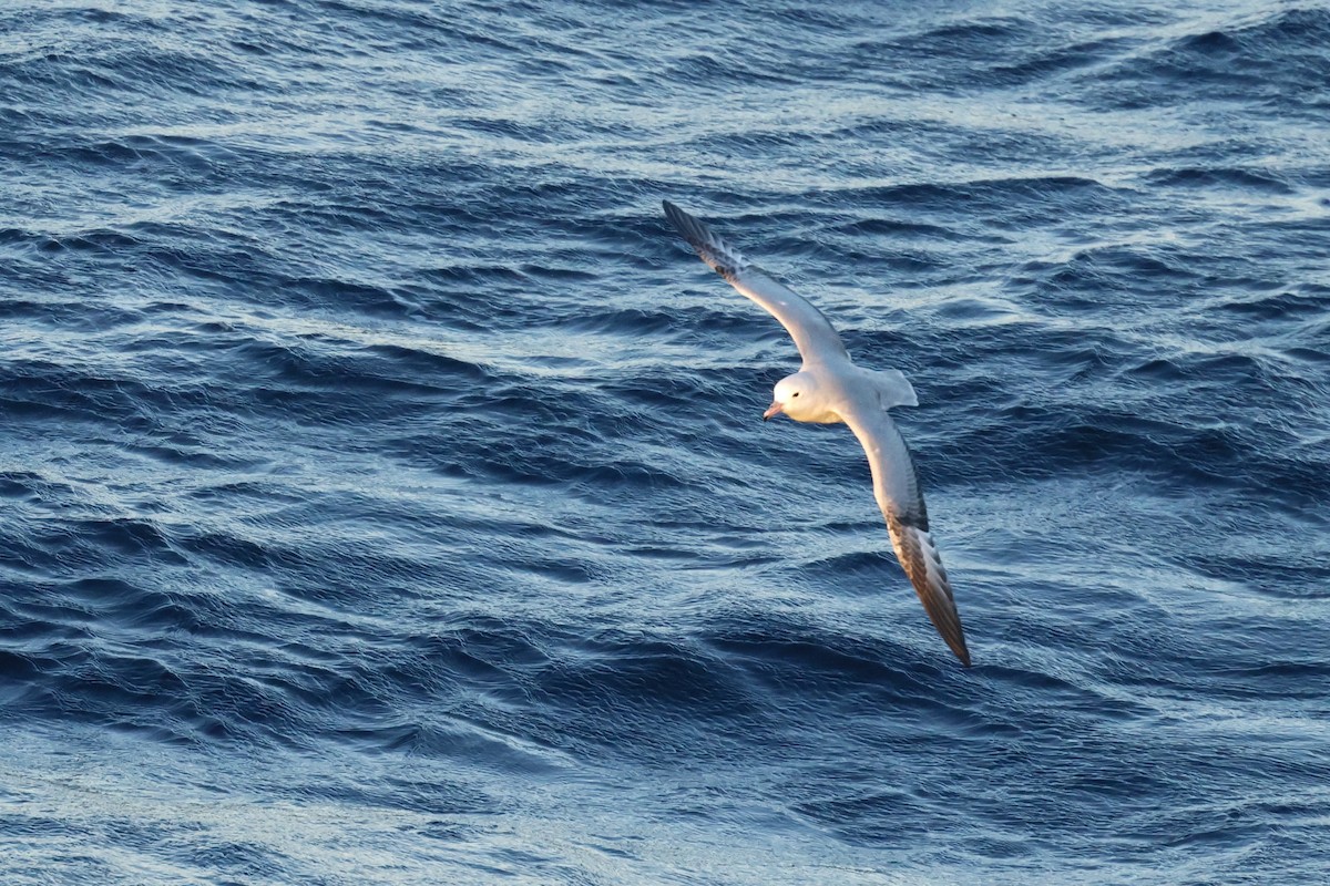 Southern Fulmar - ML646512920