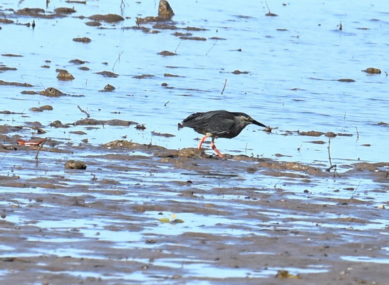 Little Heron - ML646512921