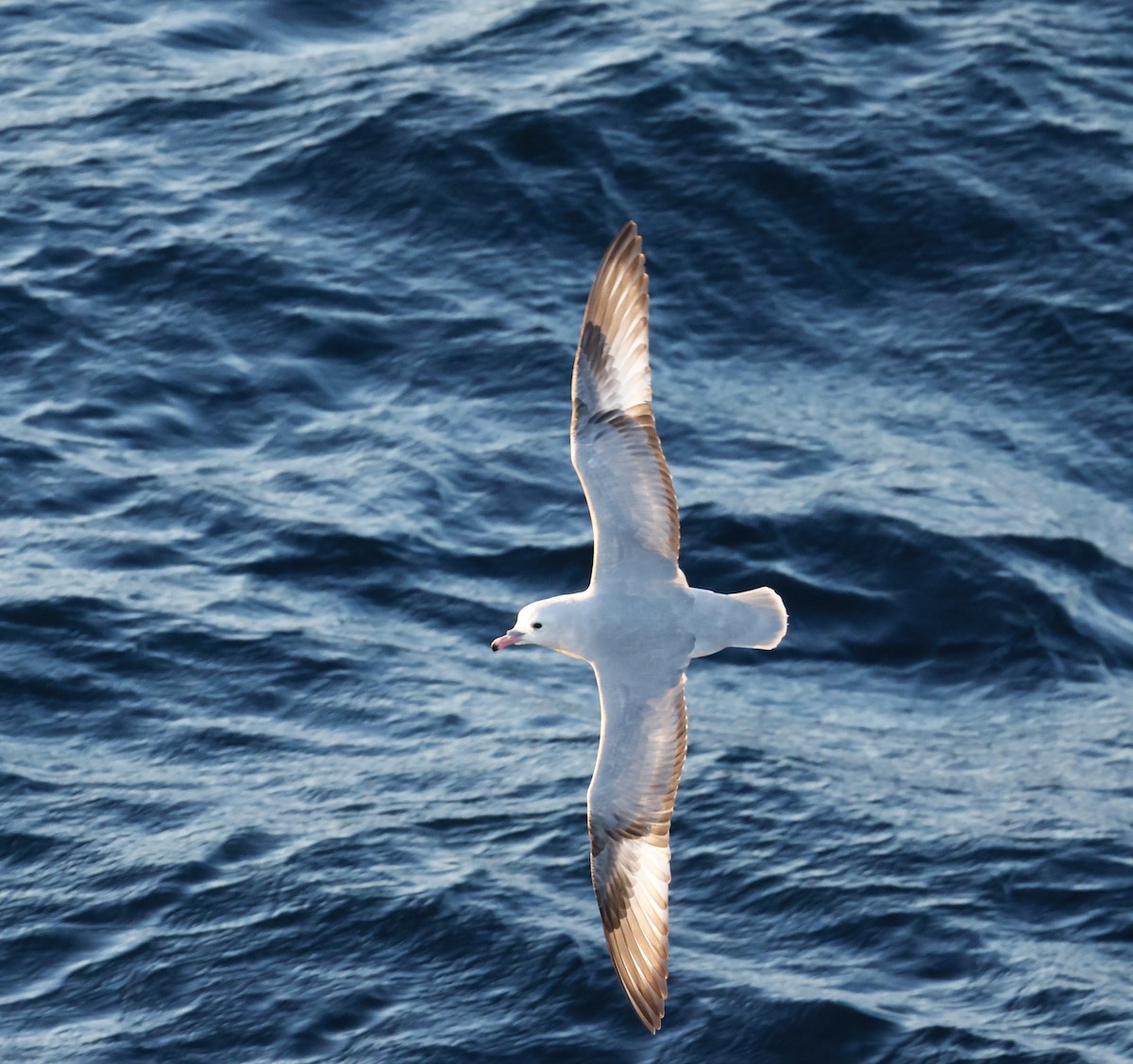 Southern Fulmar - ML646512922