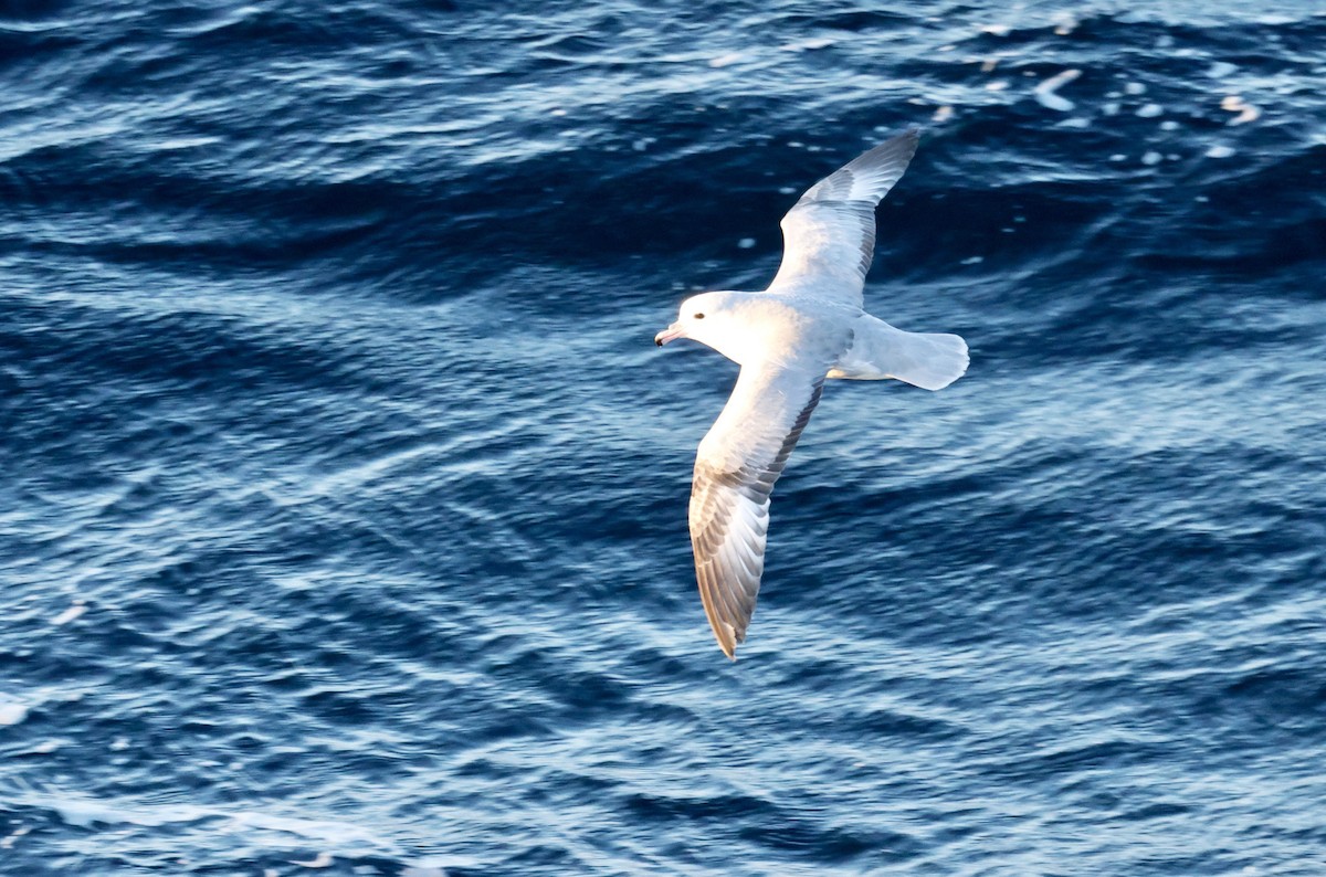 Southern Fulmar - ML646512923