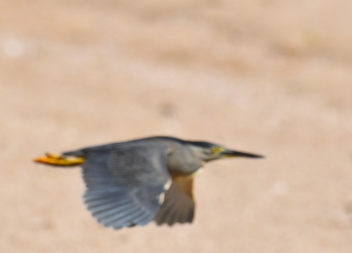 Little Heron - ML646512926