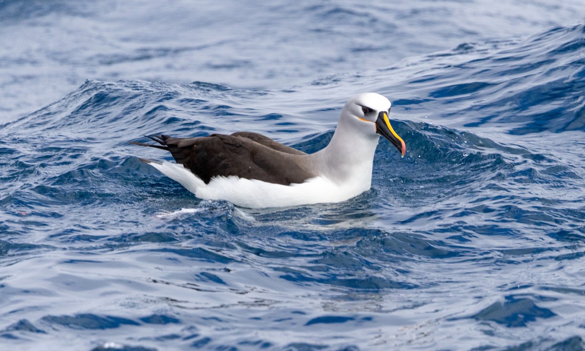 Atlantic Yellow-nosed Albatross - ML646512930