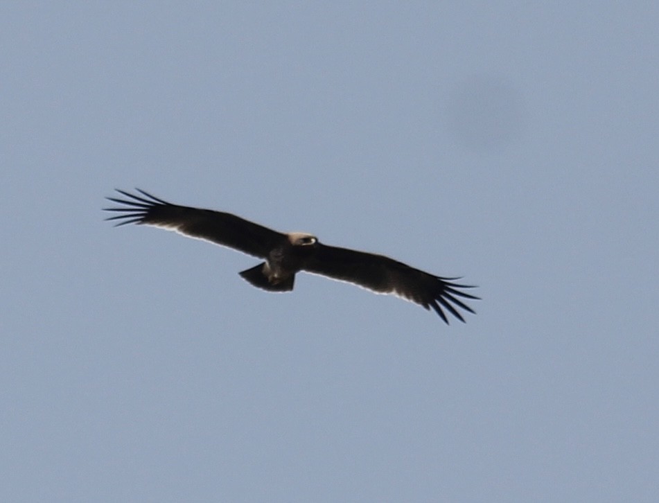 Indian/Greater Spotted Eagle - ML646512933