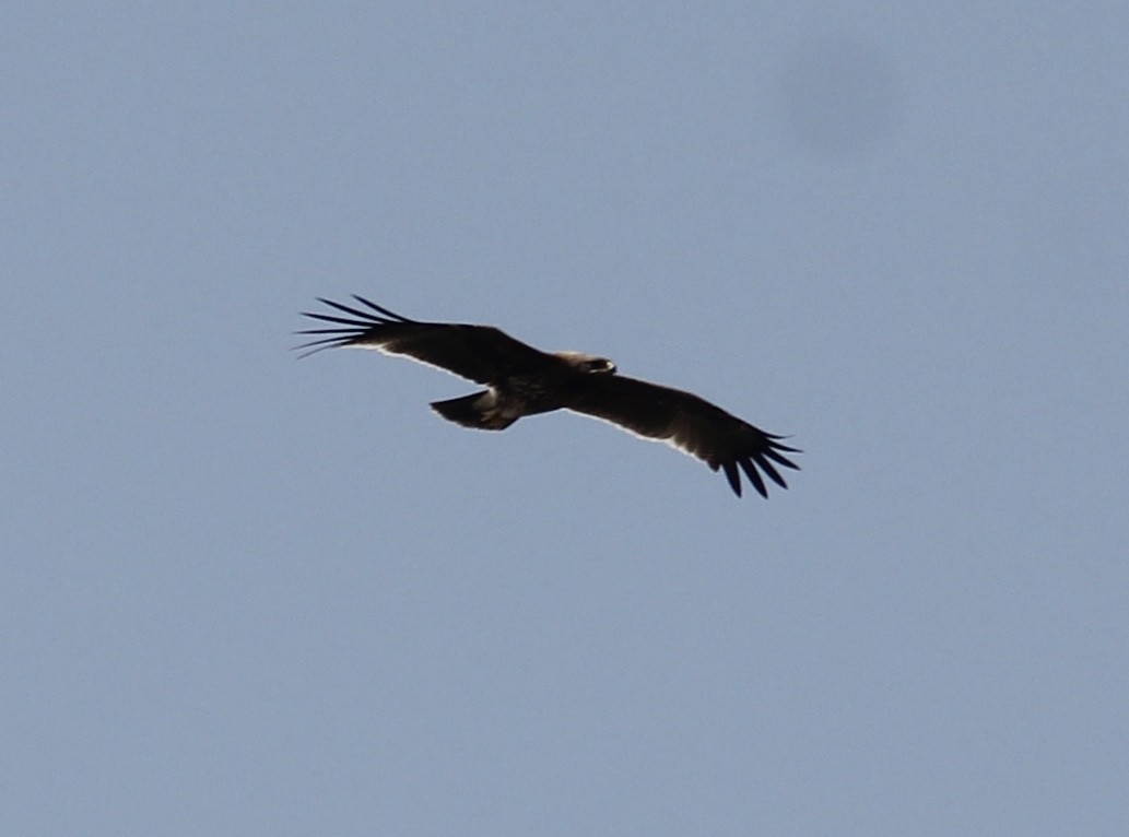 Indian/Greater Spotted Eagle - ML646512935