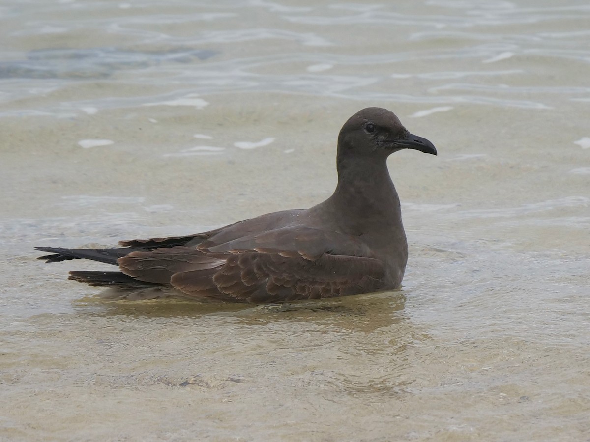 Gaviota Fuliginosa - ML646512936
